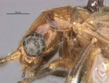 Media type: image;   Entomology 10841 Aspect: head lateral view